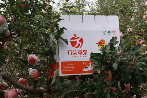 申通快递助农系列活动 万荣苹果采摘节与电商助农成果丰硕，家禽销售协同推进