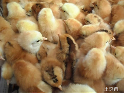 家禽苗种市场行情及百正家禽经营部服务介绍