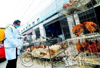 禽舍消毒与家禽销售 健康养殖的关键环节