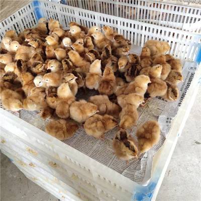 热销红肉杂鸡苗 优质家禽，全国送货上门