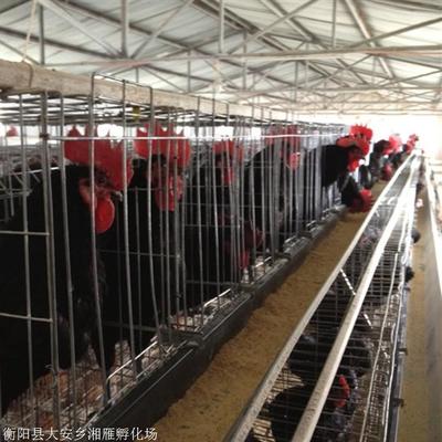 黑羽高产绿壳蛋鸡苗 优质家禽养殖的优选良种