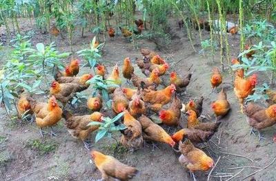 庭院经济新篇章 家禽养殖开启家庭致富路