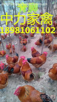 广汉中力家禽养殖有限责任公司携手阿土伯网开启家禽热卖促销