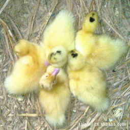 上海太平洋家禽育种 优质鸭产品列表与专业家禽销售服务