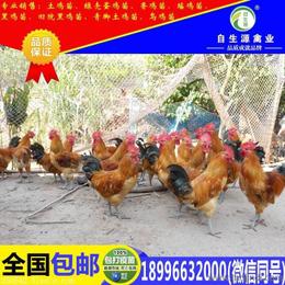 梁平县自生源家禽养殖基地 四川土鸡苗销售的专业之选